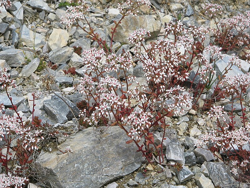 File:Sedum album001.jpg