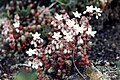 Sedum brevifolium (Pyrenees)