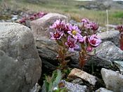 Sedum villosum Moor-Mauerpfeffer.JPG