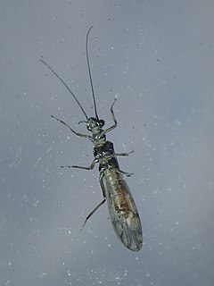 <i>Shipsa</i> Genus of stoneflies