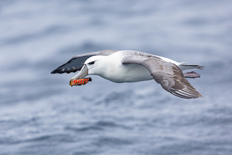 File:Shy Albatross with Mars bar 0A2A0110.jpg