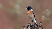 Thumbnail for Siberian stonechat