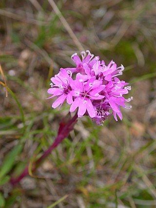 <i>Silene suecica</i> Species of flowering plant