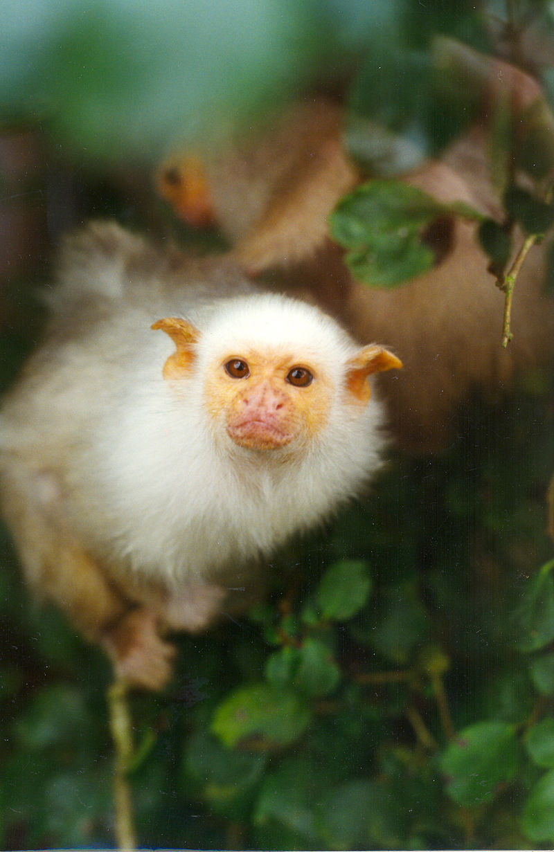 Cebuella pygmaea – Wikipédia, a enciclopédia livre