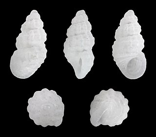 <i>Simulamerelina</i> Genus of gastropods