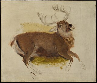 Dying Stag