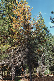 A pine infested with A. areolatum and the Sirex woodwasp (Sirex noctilio) Sirex noctilio damage on Pinus.jpg