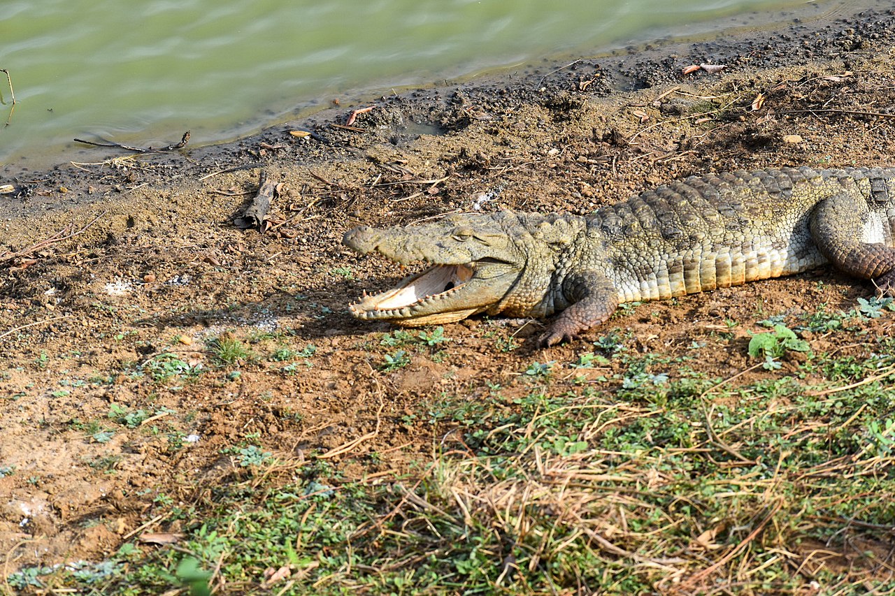 1280px Small Crocodile