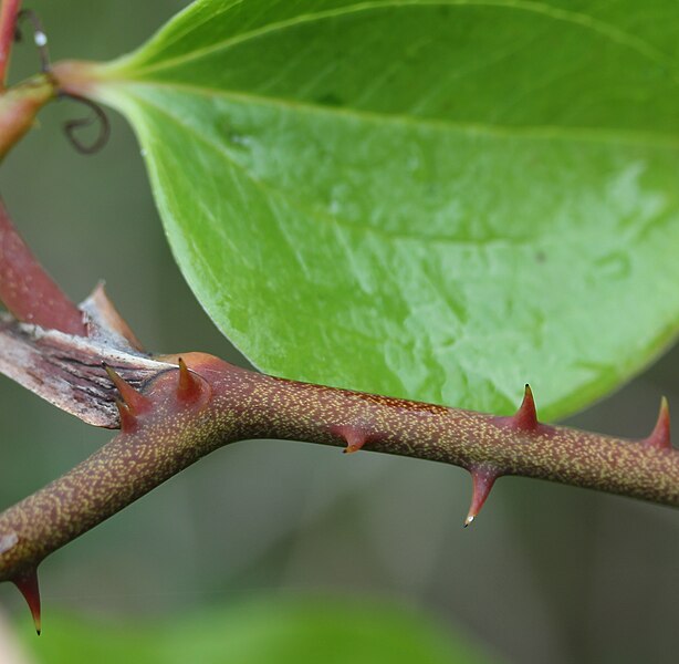 File:Smilax china (thorn s2).jpg