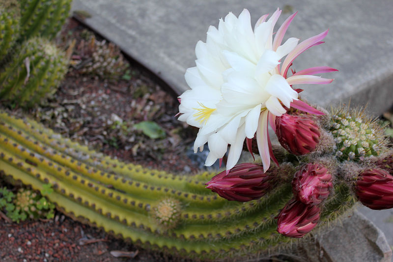 File:Soehrensia (Echinopsis) candicans.jpg