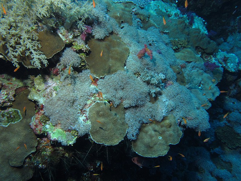 File:Soft and hard corals (6163722440).jpg