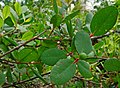 Twigs and flower bud