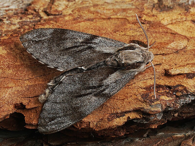 File:Sphinx pinastri - Pine hawk-moth - Бражник сосновый (28954366507).jpg