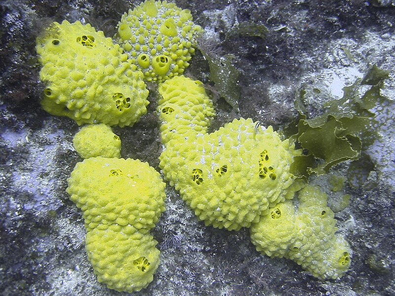 File:Sponge unidentified.jpg