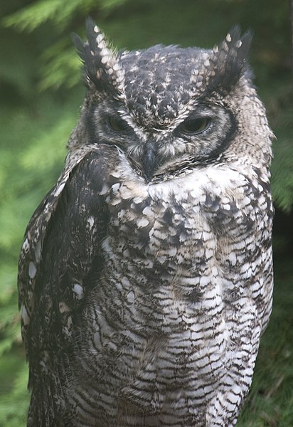 File:Spotted Eagle Owl (3947349815).jpg