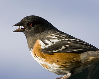 Spotted towhee (Pipilo maculatus) Spotted Towhee (Pipilo maculatus).jpg