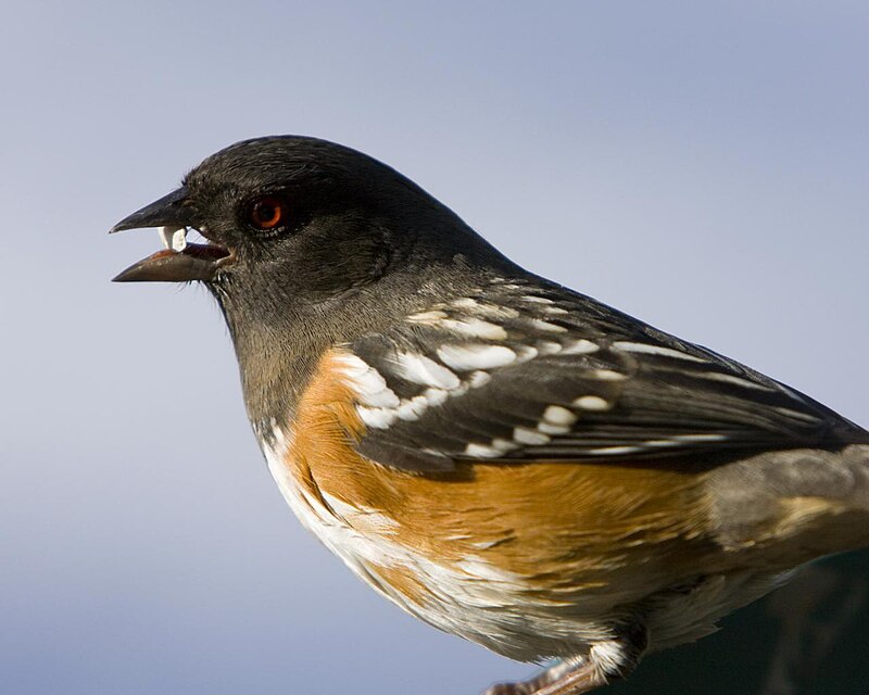 Towhee Manchado (Pipilo maculatus) .jpg