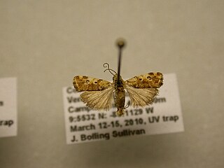<i>Spragueia perstructana</i> Species of moth
