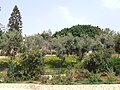 St. Mary's Church of Ayia Napa and the surrounding area with old trees - 2.JPG