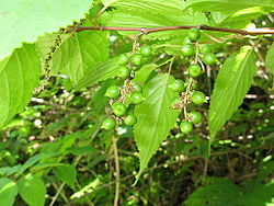 Japanintiukuhännän (Stachyurus praecox) hedelmiä.