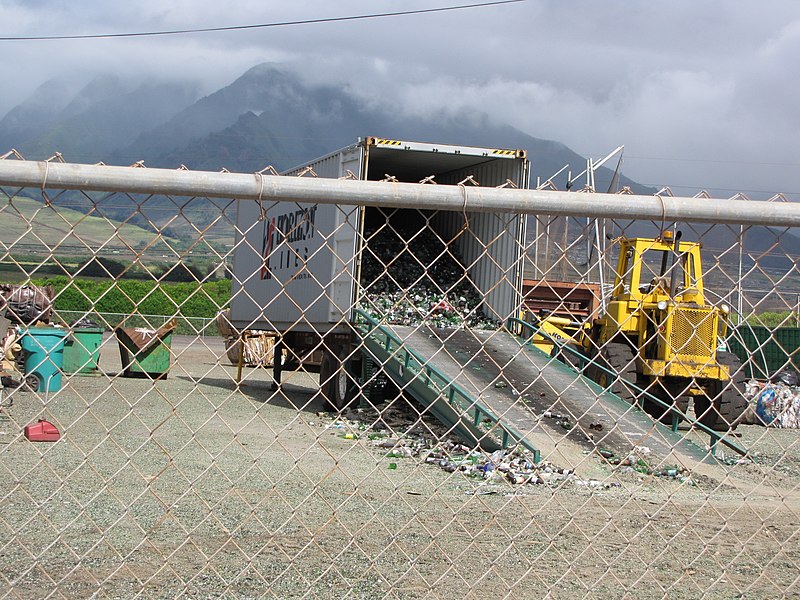 File:Starr-090814-4318-Thevetia peruviana-habit and glass recycling-Industrial area Mokulele Hwy-Maui (24854254212).jpg