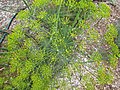 Starr-120415-4667-Anethum graveolens-flowers-Hawea Pl Olinda-Maui (24508779984).jpg