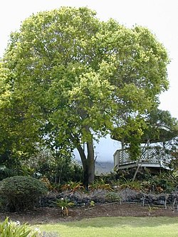 Cinnamomum camphora (canforeira).