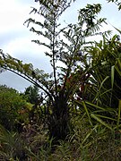 Planta em Makawao, Maui, Hawaiʻi