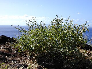 <i>Abutilon incanum</i> species of plant