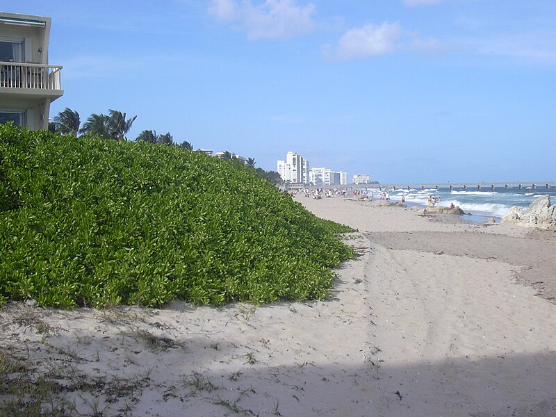 File:Starr 031108-2057 Scaevola taccada.jpg