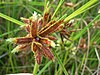 Seed heads of Cyperus trachysanthos in Hawaii