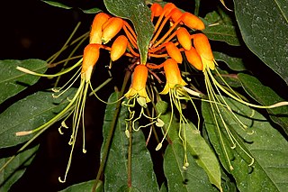 <i>Steriphoma</i> Genus of flowering plants