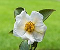 * Nomination Beautiful delicate flower of Stewartia rostrata --Famberhorst 06:03, 4 July 2019 (UTC) * Promotion Good quaity --Llez 06:06, 4 July 2019 (UTC)