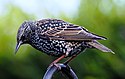 Sturnus vulgaris -England-8.jpg