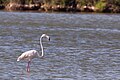 Större flamingo(2) (Phoenicopterus roseus)-1148 - Flickr - Ragnhild & Neil Crawford.jpg