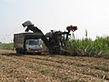 Récolte mécanisée de la canne à sucre près de Khon Kaen, Thaïlande.