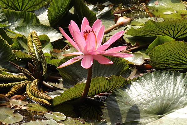 Symbol of Purity – Lotus.jpg