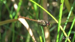 Файл: Sympetrum sanguineum - сброс яиц.ogv