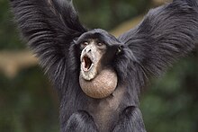 A male siamang vocalising Suneko - shout (by).jpg