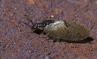 <i>Sympherobius barberi</i> Species of lacewing