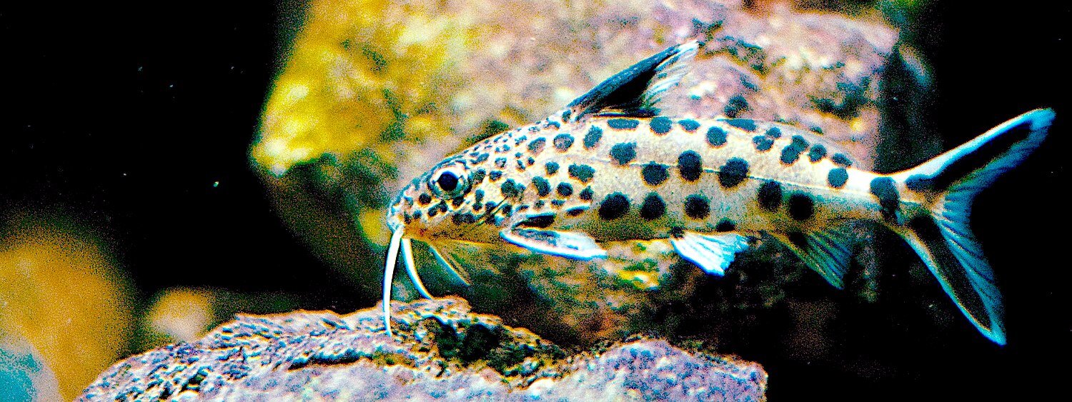 https://upload.wikimedia.org/wikipedia/commons/thumb/d/de/Synodontis-multipunctatus.jpg/1500px-Synodontis-multipunctatus.jpg