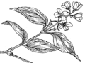 Syringa (PSF).png