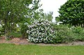 A fully mature Miss Kim lilac plant. This plant has many flowers blossoms towards one side of the shrub. One side blossoms could have been caused by inadequate sun exposure to the other side of the plant.