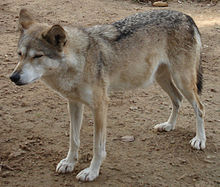 Lupo in uno zoo di Israele