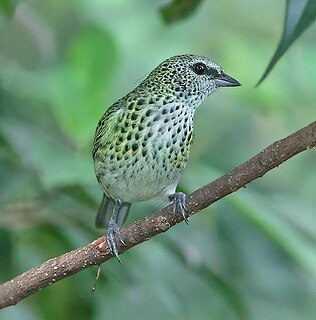 Spotted tanager Species of bird