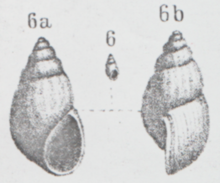 Tanousia runtoniana - Fig. Em Sandberger, 1880.png
