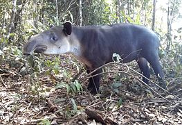 Danta (Tapirus bairdii) en el parque nacional Corcovado. Con 250 kg de peso, es el mayor mamífero silvestre de Costa Rica.