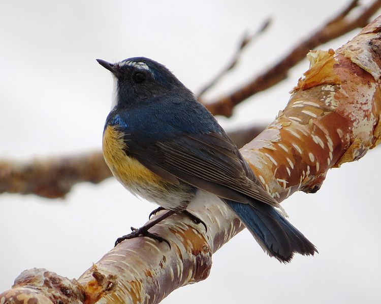 File:Tarsiger cyanurus (male Mount Haku).JPG