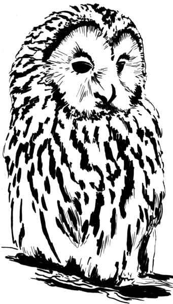 File:Tawny Owl (PSF).png