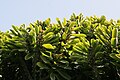 Euphorbia neriifolia
